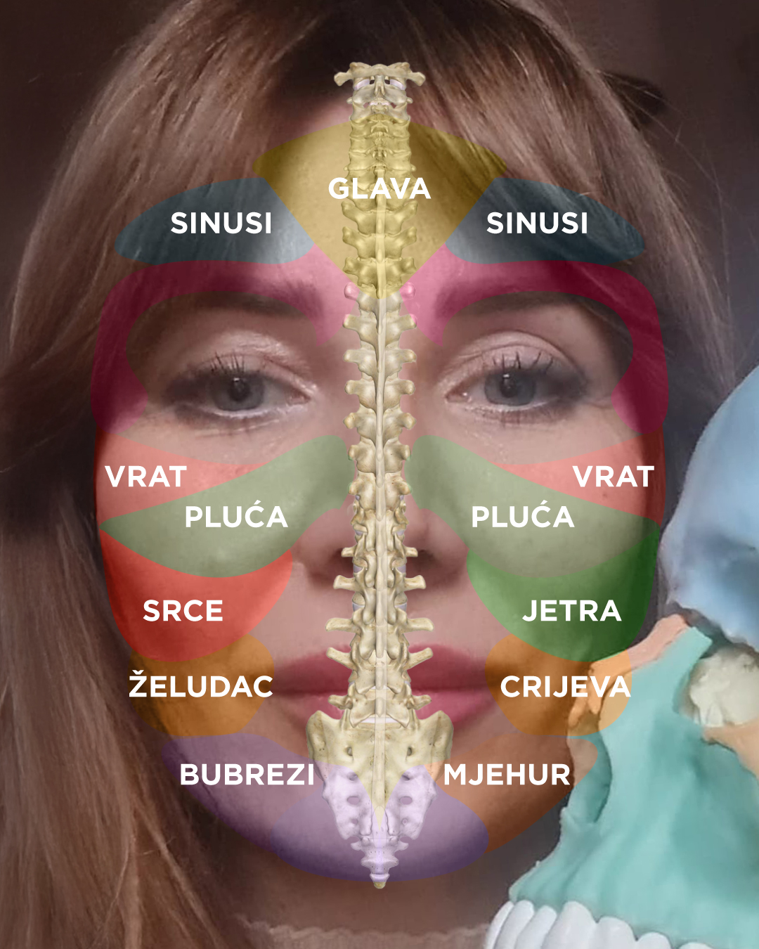 Centralna linija lica – kralježnica